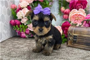 Odette - puppy for sale