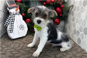 Peterson - Yorkshire Terrier - Yorkie for sale