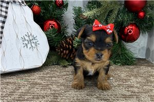 Amanda - Yorkshire Terrier - Yorkie for sale
