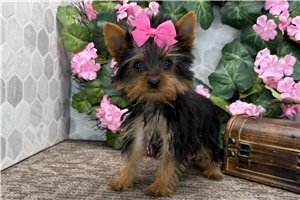 Catalina - Yorkshire Terrier - Yorkie for sale