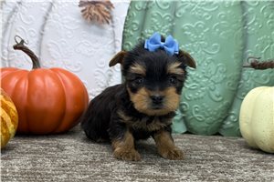 Silvia - puppy for sale