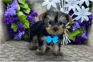 Seamus - Yorkie for sale