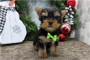 Thaddeus - puppy for sale