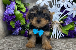 Orion - Yorkie for sale