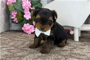 Maverick - puppy for sale