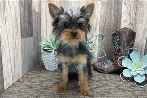 Caleb - Yorkshire Terrier - Yorkie for sale