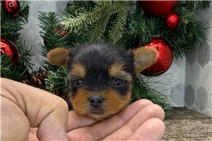 Alexandro - Yorkshire Terrier - Yorkie for sale