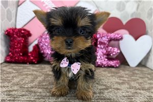 Enzo - puppy for sale