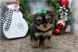 Sissy - puppy for sale