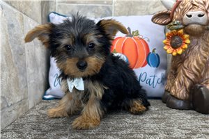Orion - Yorkie for sale