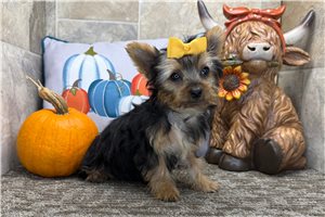 Vanna - Yorkie for sale