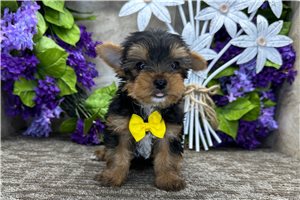 Forrest - puppy for sale