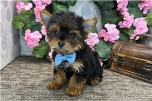 Levi - puppy for sale