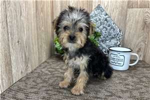 Buster - Yorkshire Terrier - Yorkie for sale