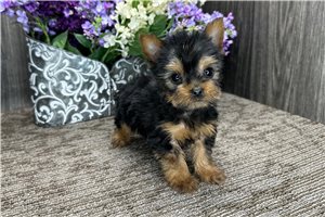 Sonny - Yorkshire Terrier - Yorkie for sale