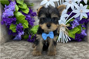 Reid - Yorkshire Terrier - Yorkie for sale