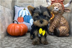 Stuart - Yorkshire Terrier - Yorkie for sale