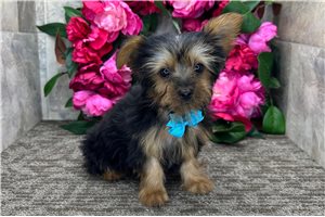 Nicolas - Yorkshire Terrier - Yorkie for sale