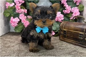 Lorenzo - puppy for sale