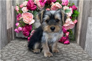 Nole - puppy for sale