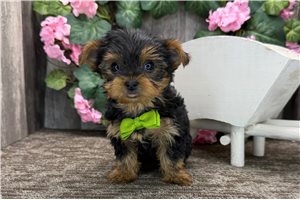Mateo - Yorkshire Terrier - Yorkie for sale