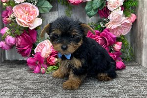Orion - Yorkshire Terrier - Yorkie for sale