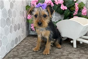 Gianna - Yorkshire Terrier - Yorkie for sale