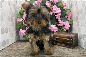 Cooper - Yorkshire Terrier - Yorkie for sale