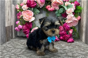 Percy - puppy for sale