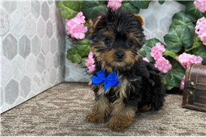 Leonardo - Yorkshire Terrier - Yorkie for sale