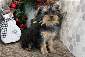 Colby - Yorkshire Terrier - Yorkie for sale