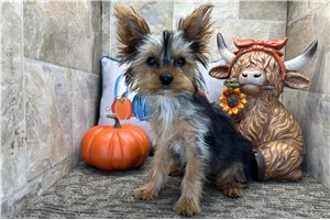 Newton - Yorkie for sale