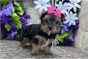 Vivian - Yorkie for sale