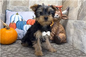 Forge - Yorkie for sale