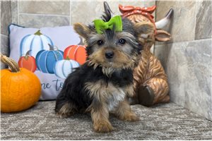 Vivian - Yorkie for sale
