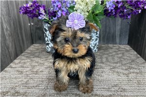 Courtney - puppy for sale