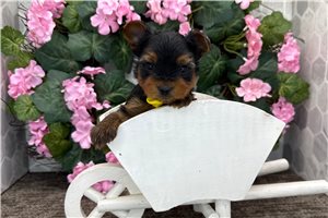 Michael - puppy for sale