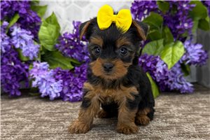 Mallory - puppy for sale