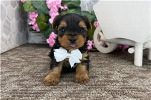 Mateo - puppy for sale