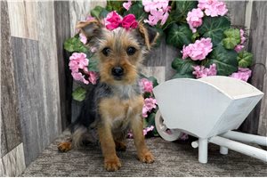 Gianna - Yorkshire Terrier - Yorkie for sale