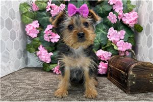 Gianna - Yorkshire Terrier - Yorkie for sale