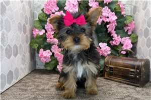 Cecilia - Yorkshire Terrier - Yorkie for sale