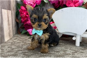 Otis - Yorkshire Terrier - Yorkie for sale