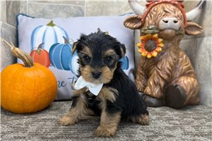 Hanson - Yorkie for sale