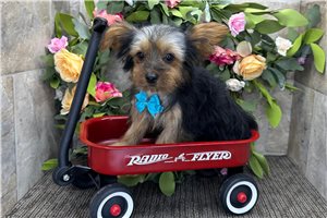 Nicolas - Yorkshire Terrier - Yorkie for sale