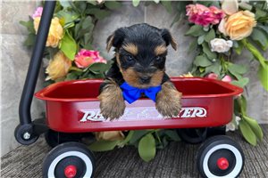 Otto - puppy for sale