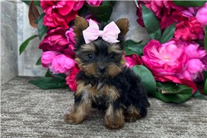 Nova - puppy for sale