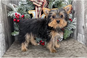 Haley - Yorkshire Terrier - Yorkie for sale