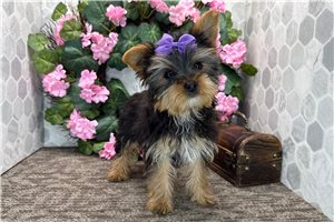 Cecilia - Yorkshire Terrier - Yorkie for sale