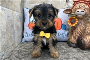 Victor - Yorkie for sale